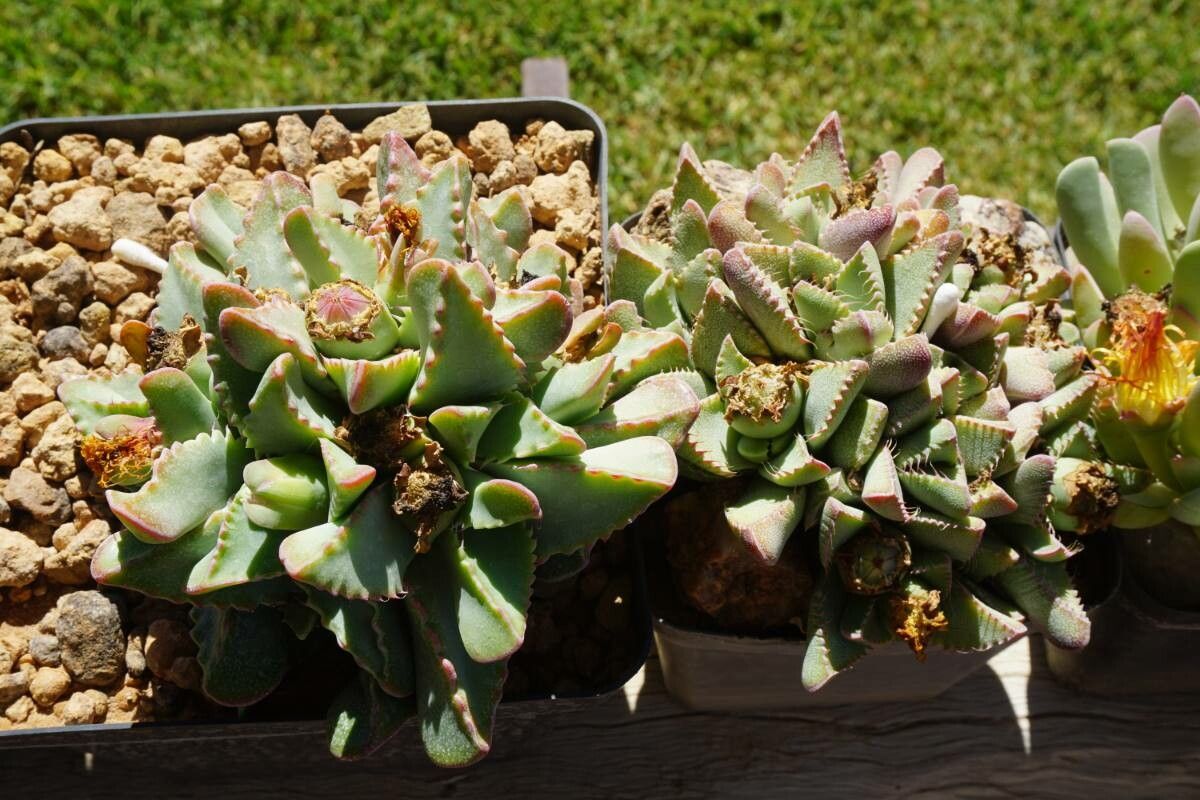 Faucaria bosscheana leaf