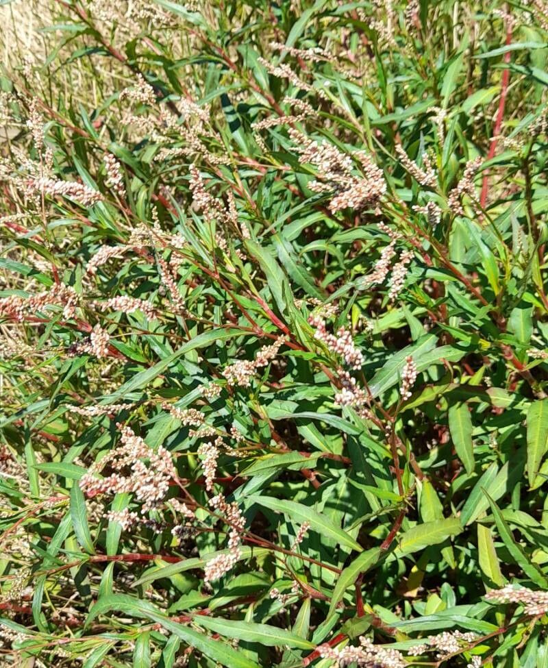 Persicaria acuminata habit