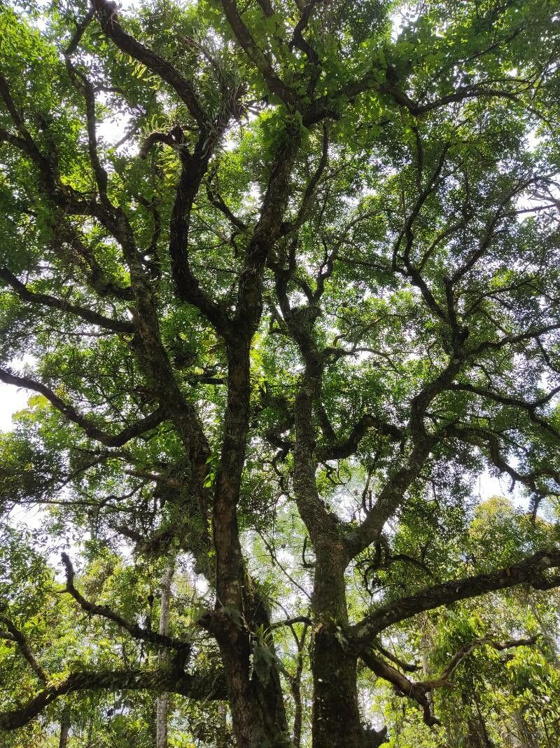 Aspidosperma parvifolium — houseplant care guide