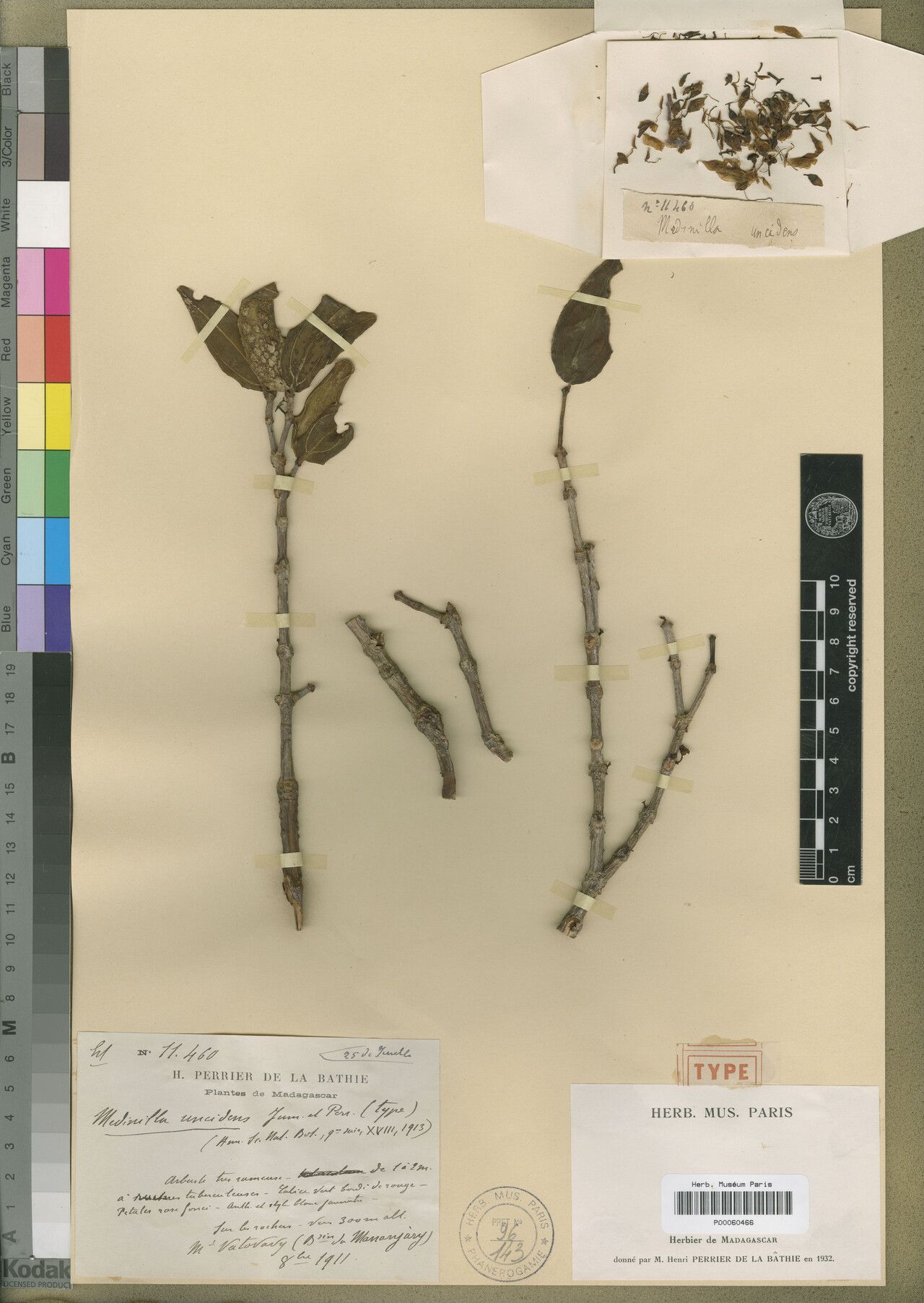 Medinilla uncidens — search result for 'Medinilla'