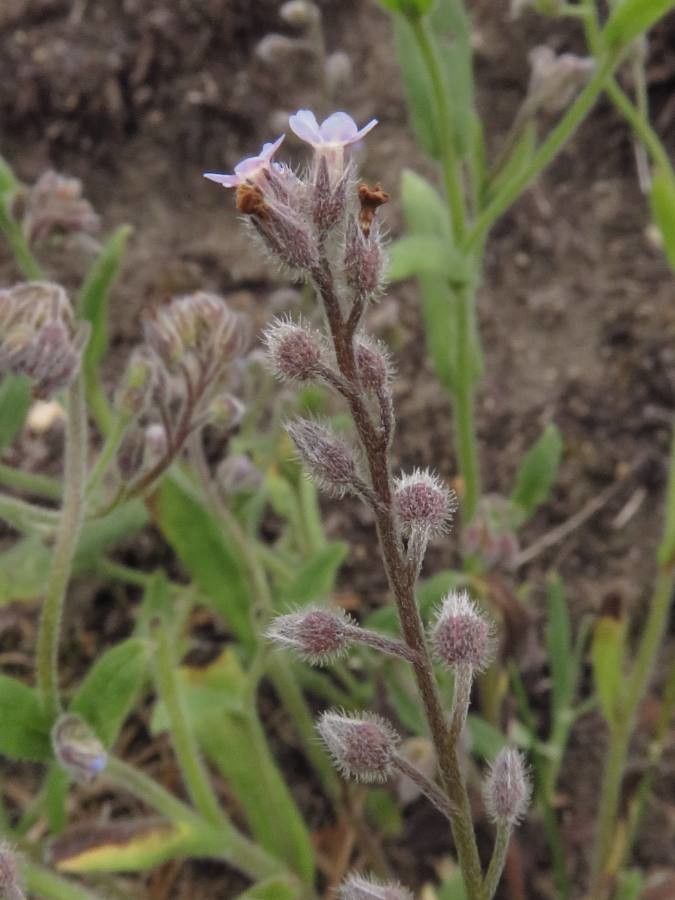 Myosotis ramosissima fruit