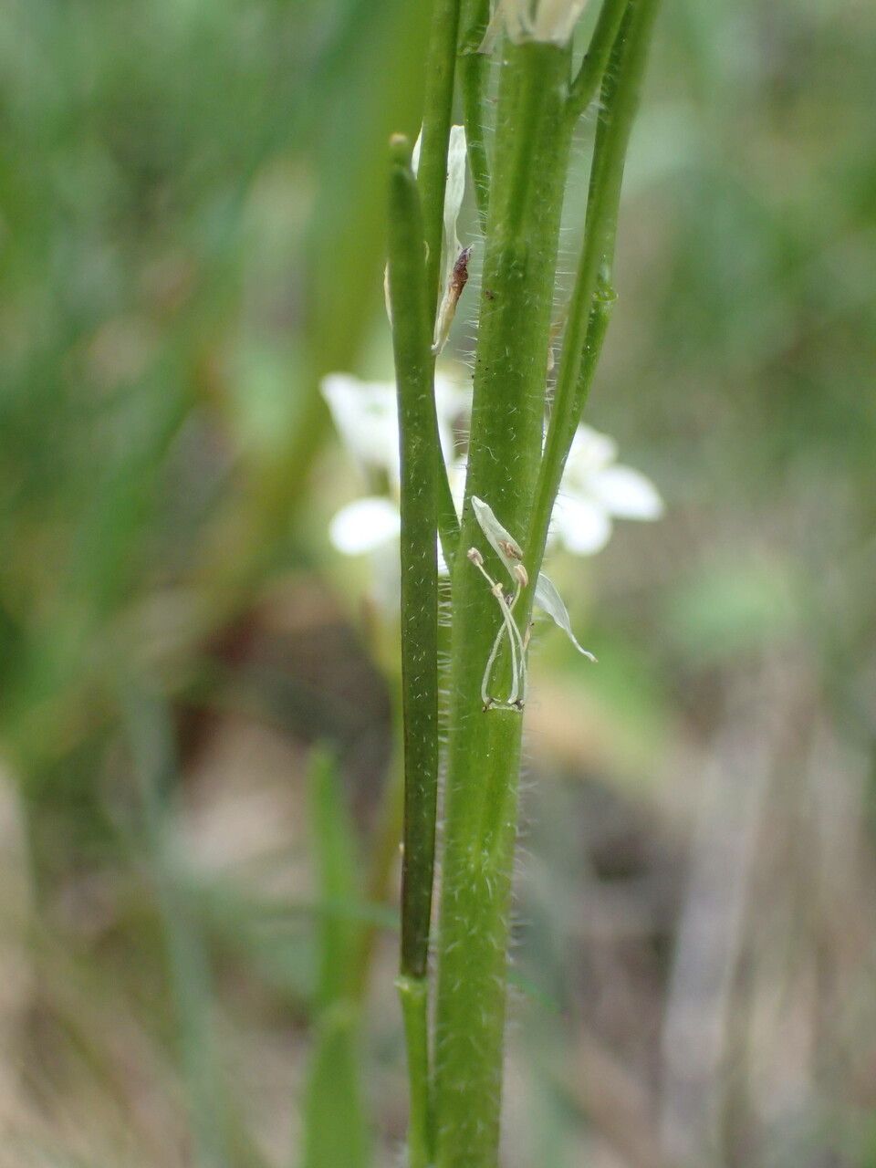 Arabis hirsuta fruit
