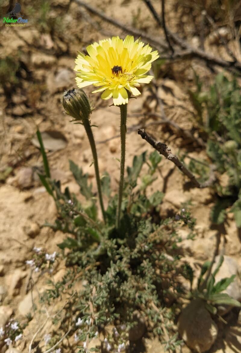 Picris hispanica flower