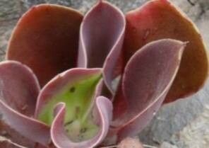 Echeveria patriotica — houseplant care guide