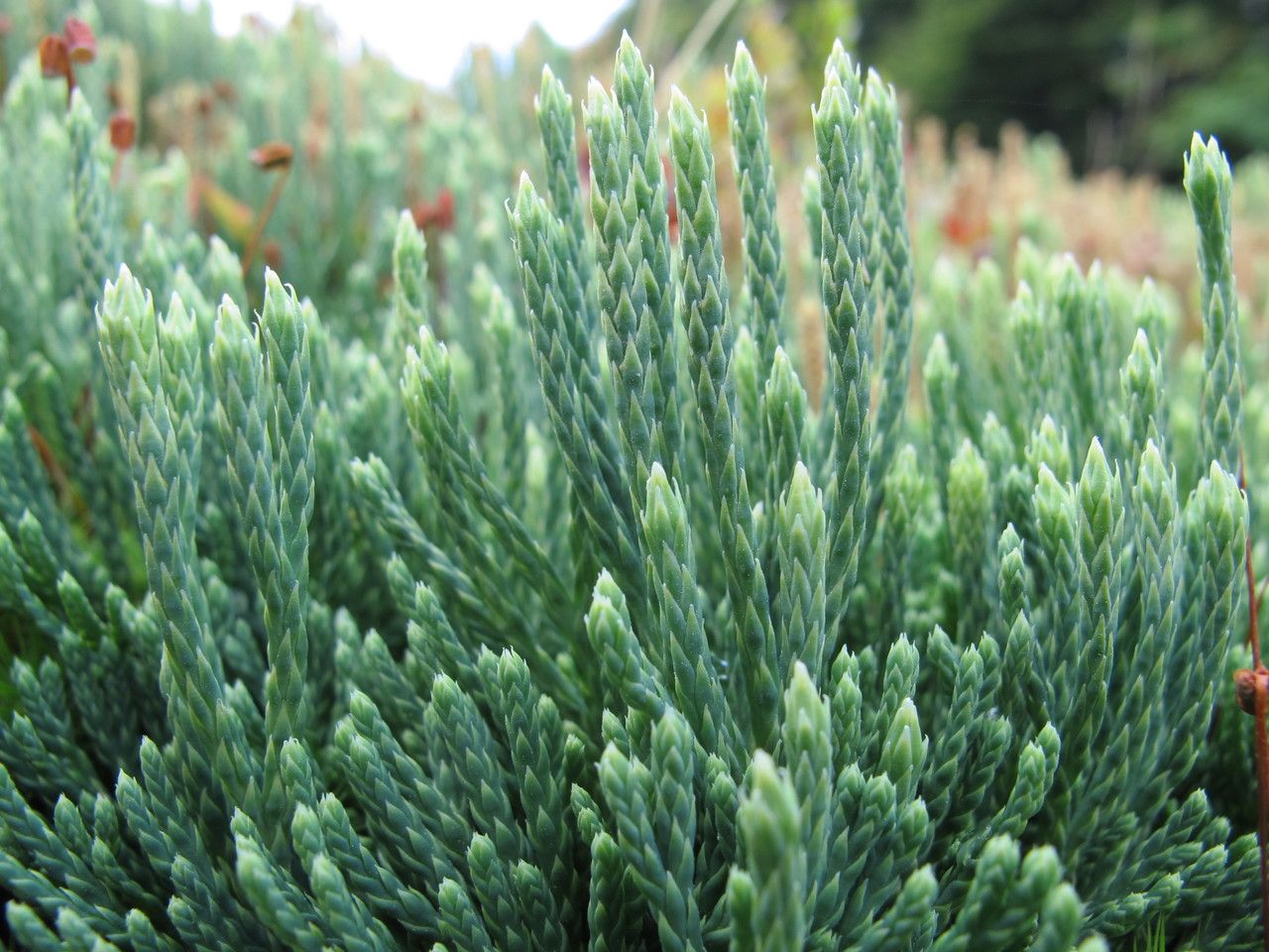 Diphasiastrum oellgaardii — search result for 'Diphasiastrum'