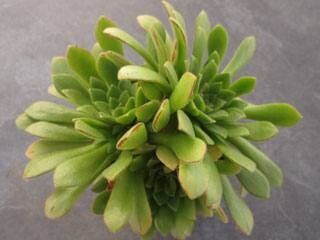 Aeonium × nogalesii — search result for 'Aeonium'