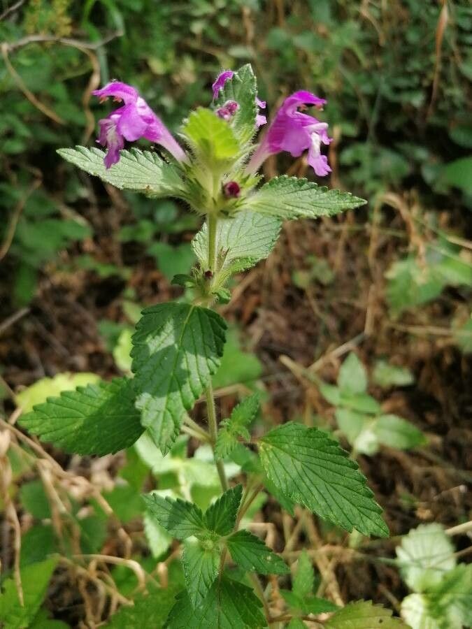 Galeopsis pyrenaica habit
