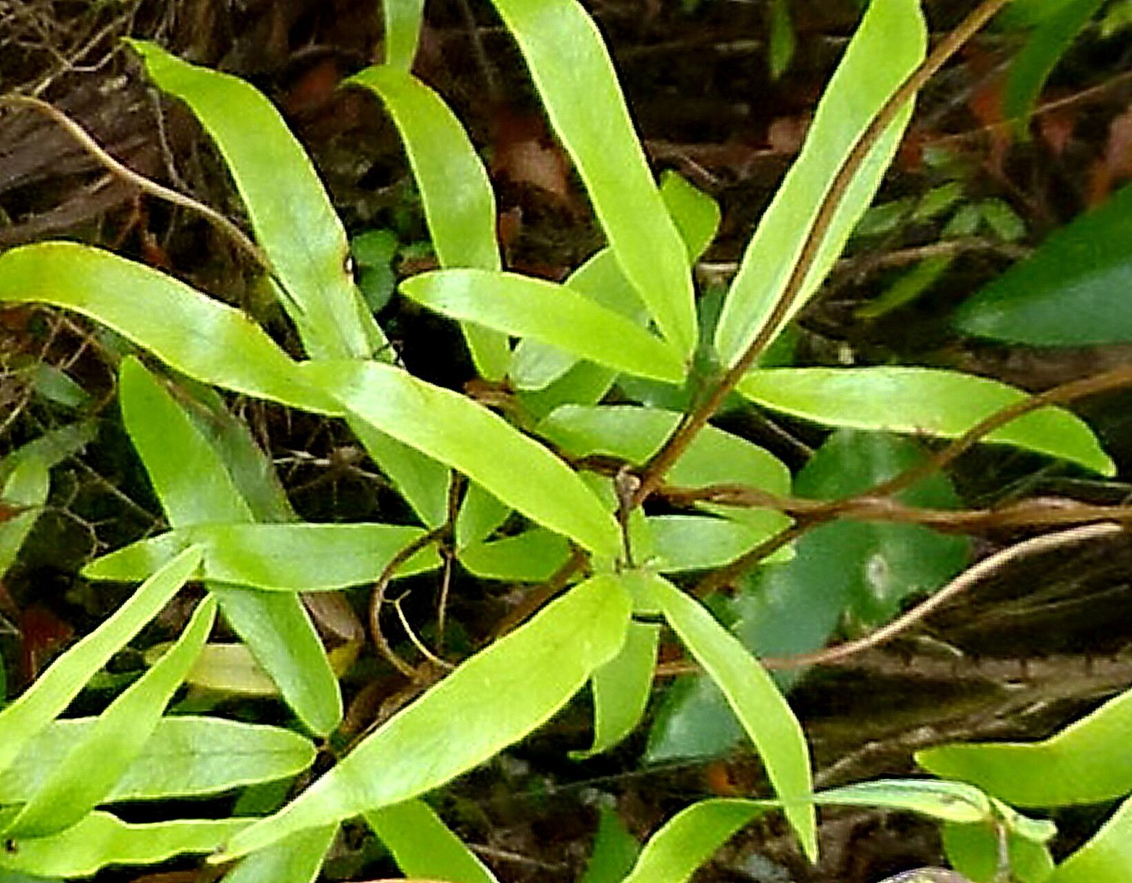 Lygodium articulatum — related species from the same genus