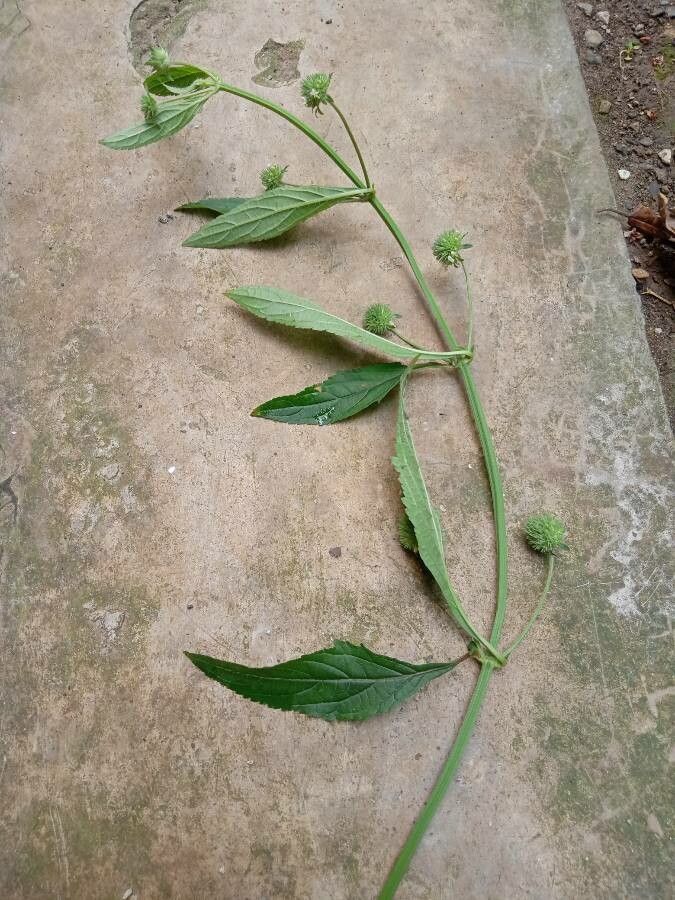 Hyptis capitata — search result for 'Lamiaceae'