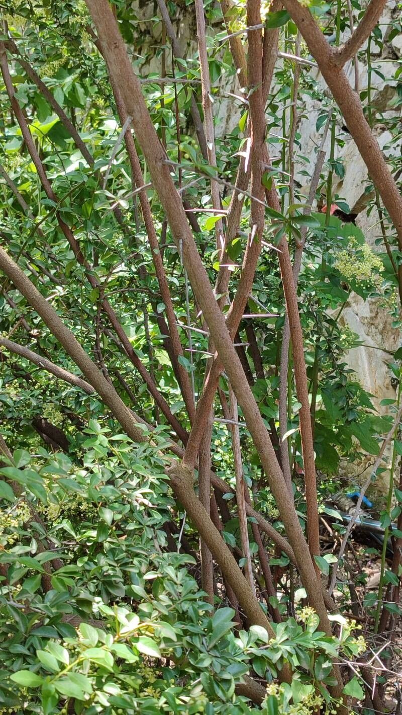 Putterlickia pyracantha bark