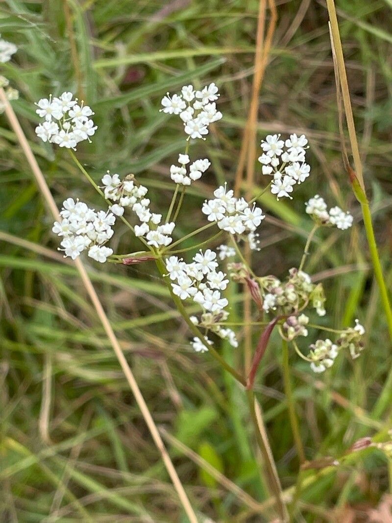Pimpinella saxifraga flower