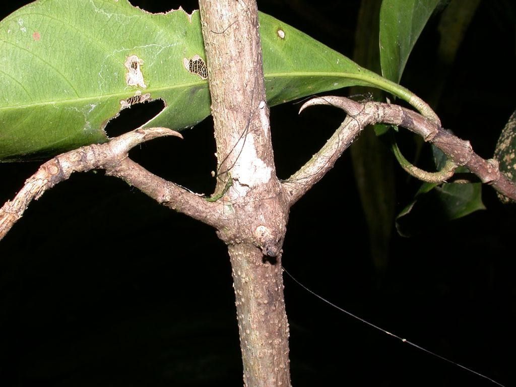 Randia altiscandens bark