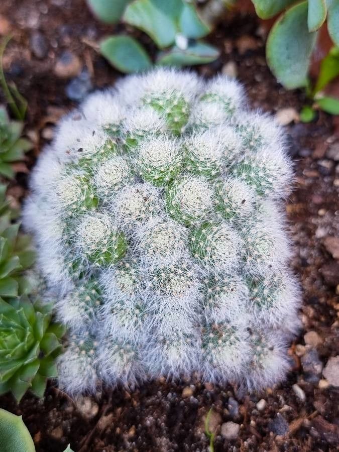 Mammillaria glassii — search result for 'Mammillaria'