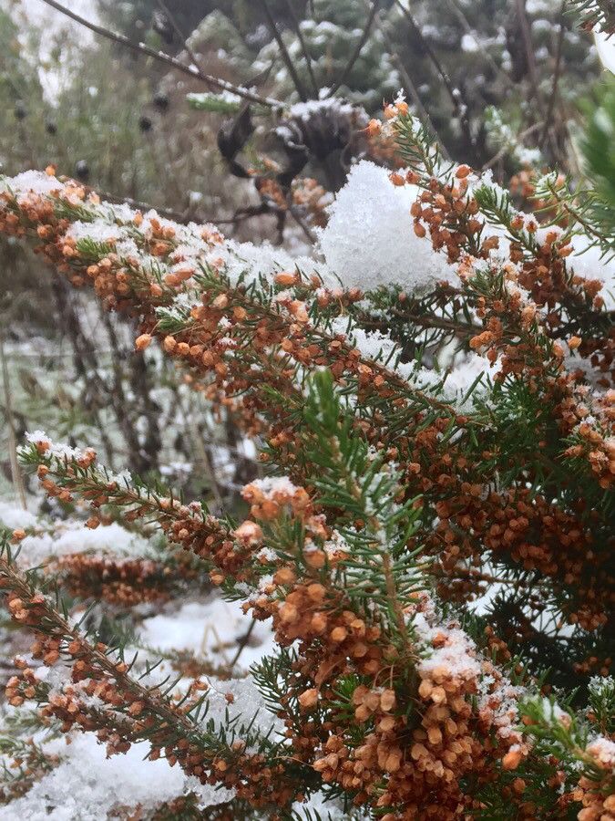 Erica vagans fruit