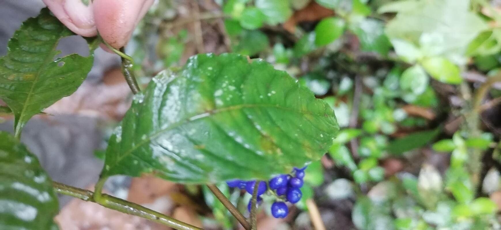Psychotria cyanococca leaf
