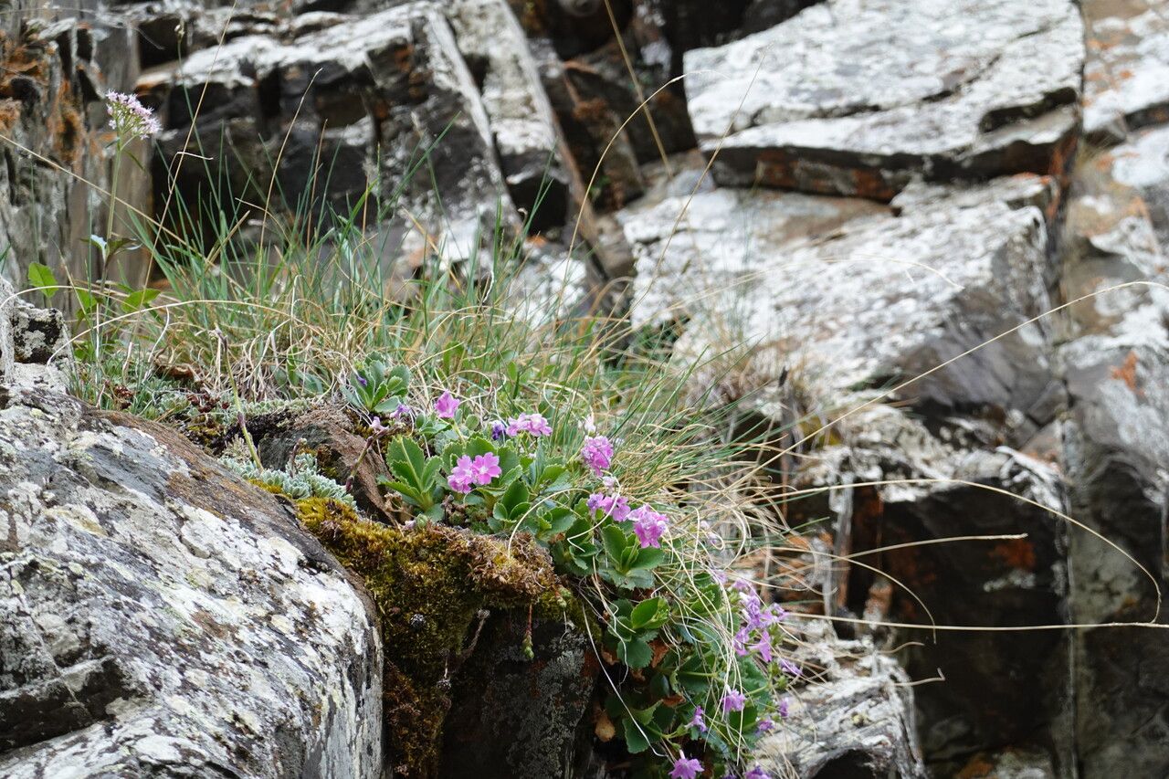 Primula pedemontana flower