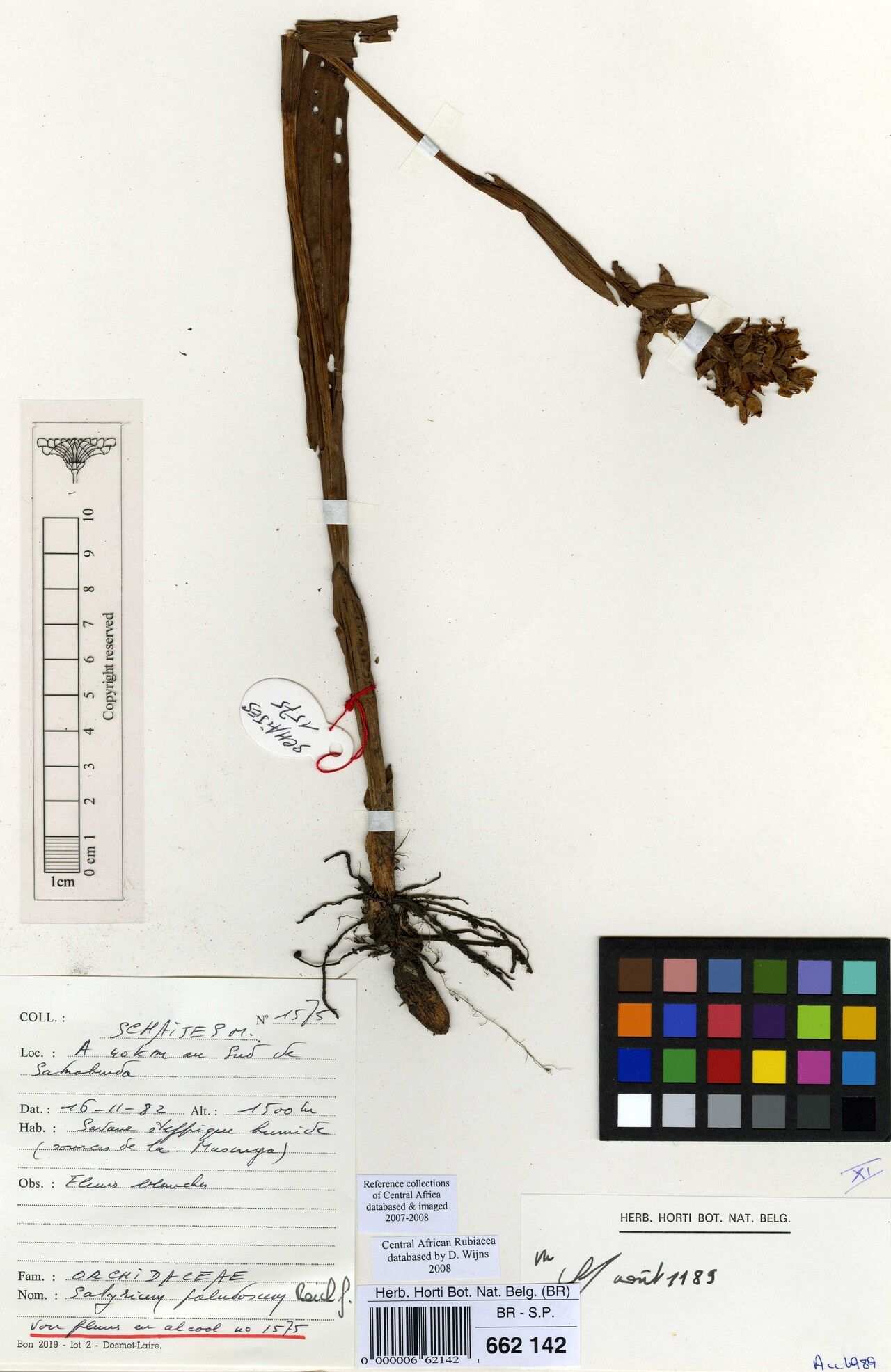 Satyrium paludosum — houseplant care guide