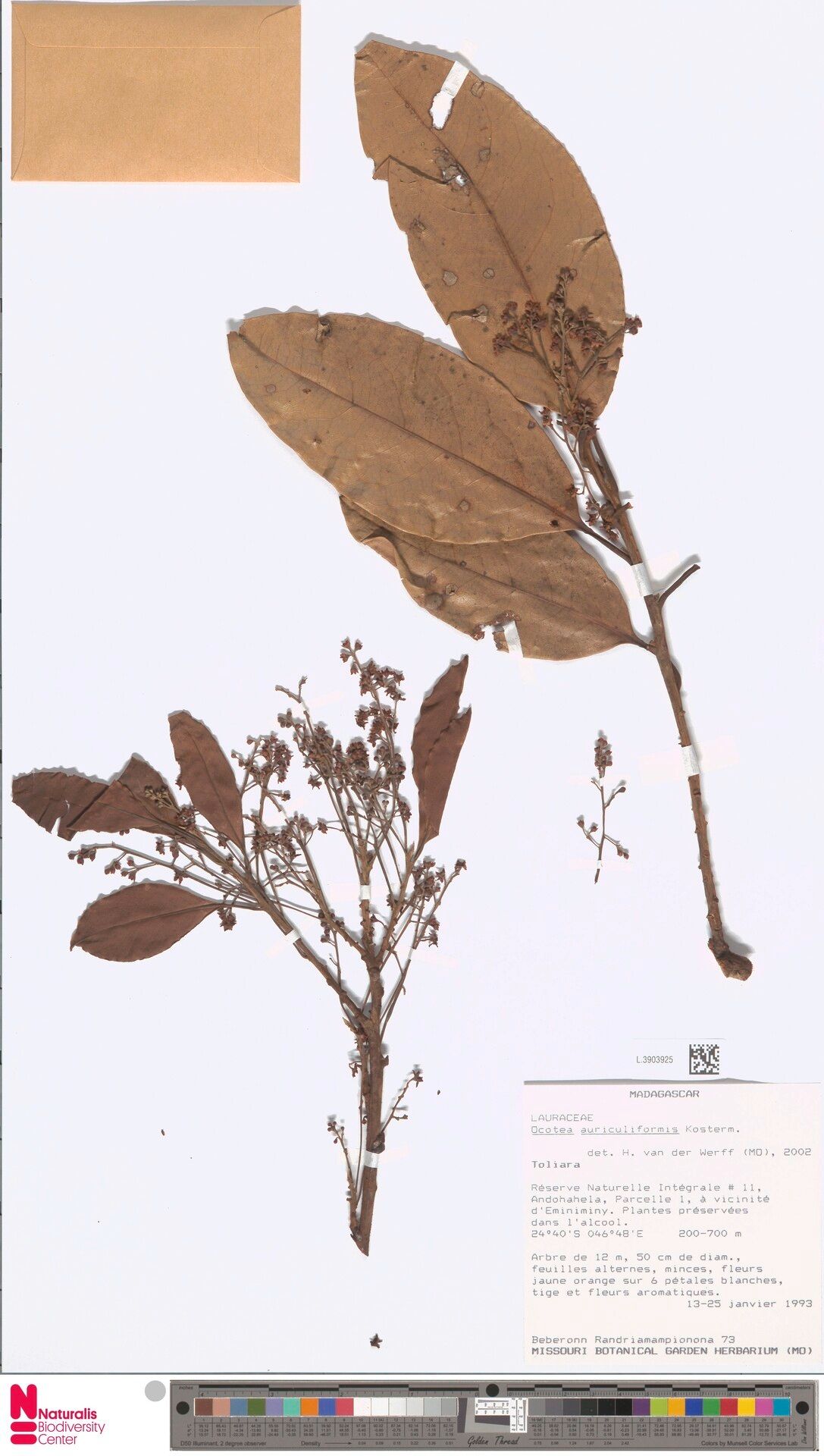 Ocotea auriculiformis — houseplant care guide