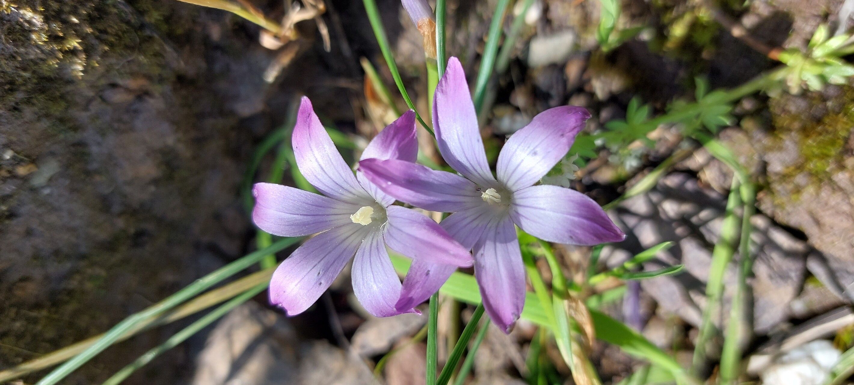 Romulea ligustica — search result for 'Romulea'