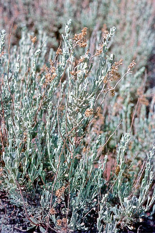Artemisia tridentata fruit