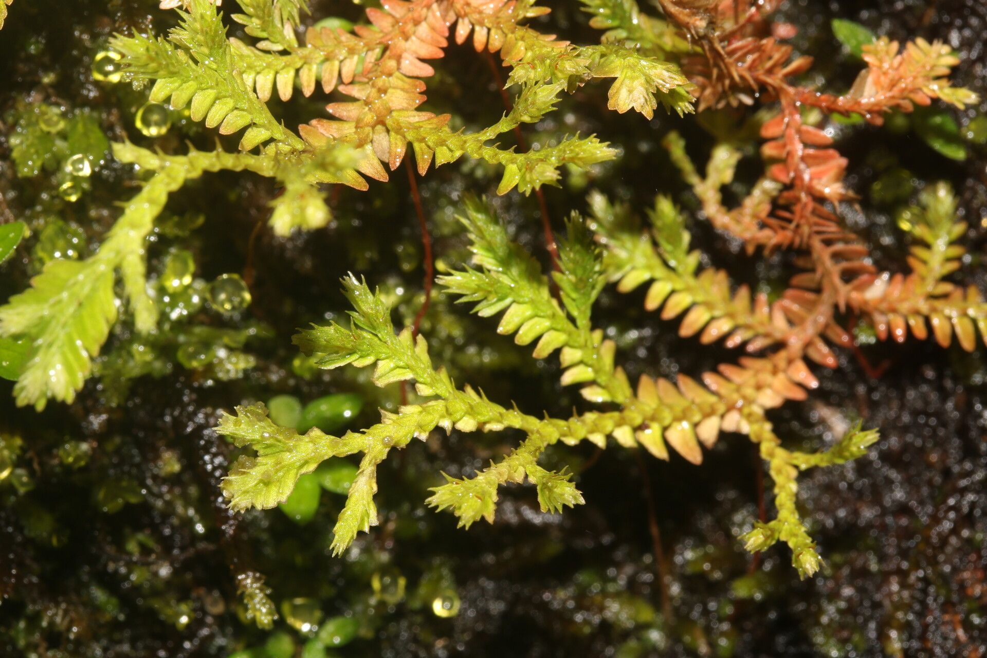 Selaginella producta — houseplant care guide