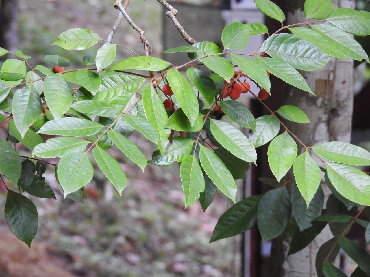 Protium rhoifolium leaf