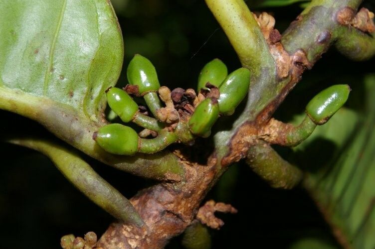 Iryanthera paradoxa fruit
