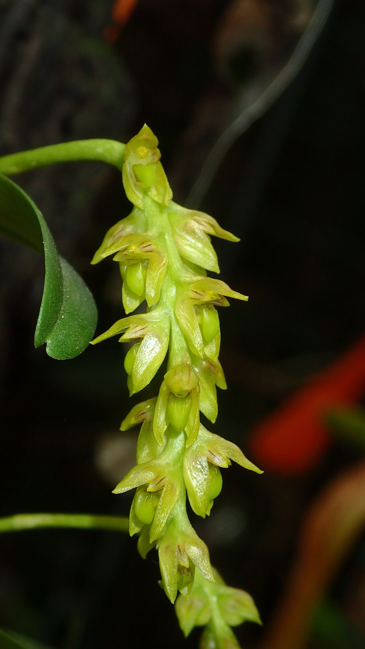 Bulbophyllum liparidioides flower