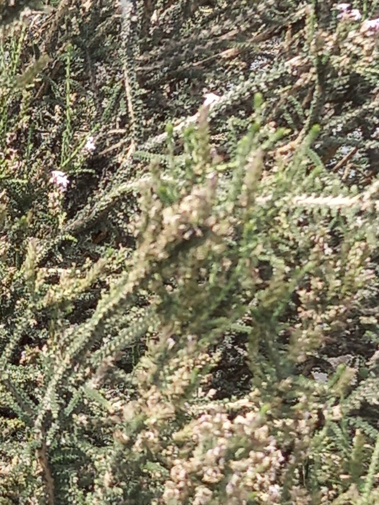 Mulguraea tridens flower