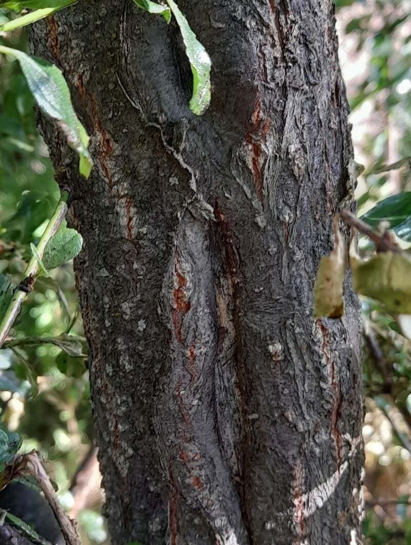 Discaria chacaye bark