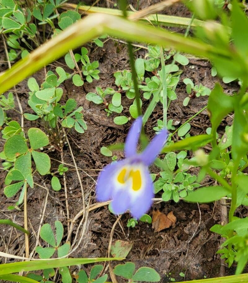 Downingia insignis — related species from the same genus