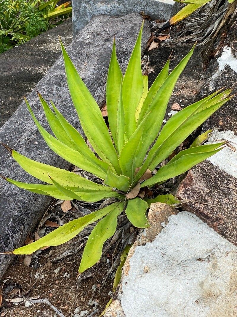 Agave obscura — search result for 'Agave'