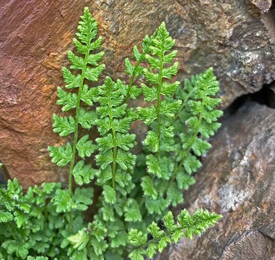 Woodsia alpina flower