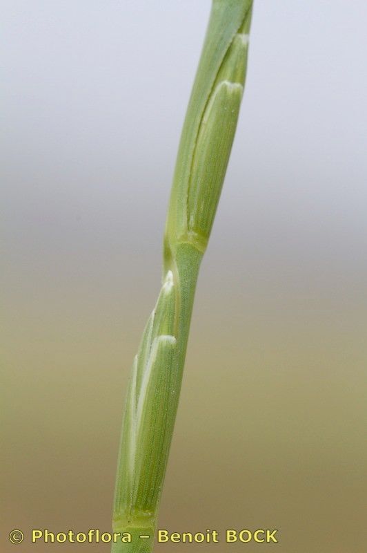 Elytrigia obtusiflora bark