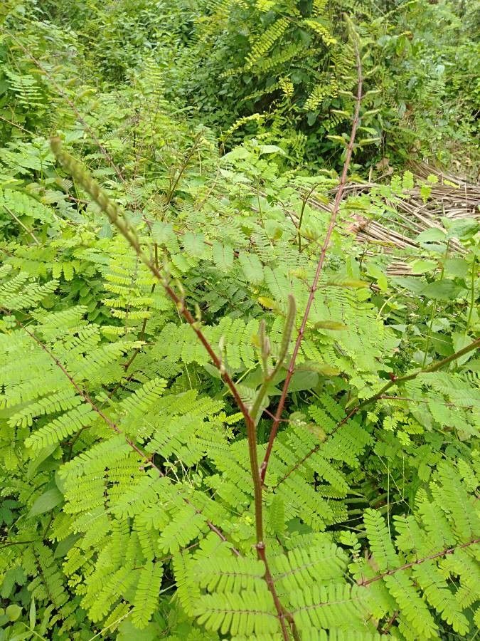 Caesalpinia mimosoides other