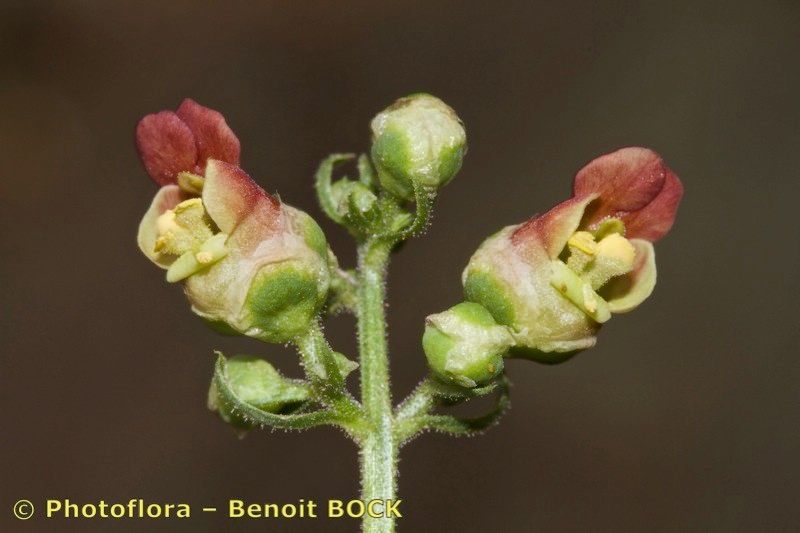 Scrophularia laevigata — search result for 'Scrophularia'