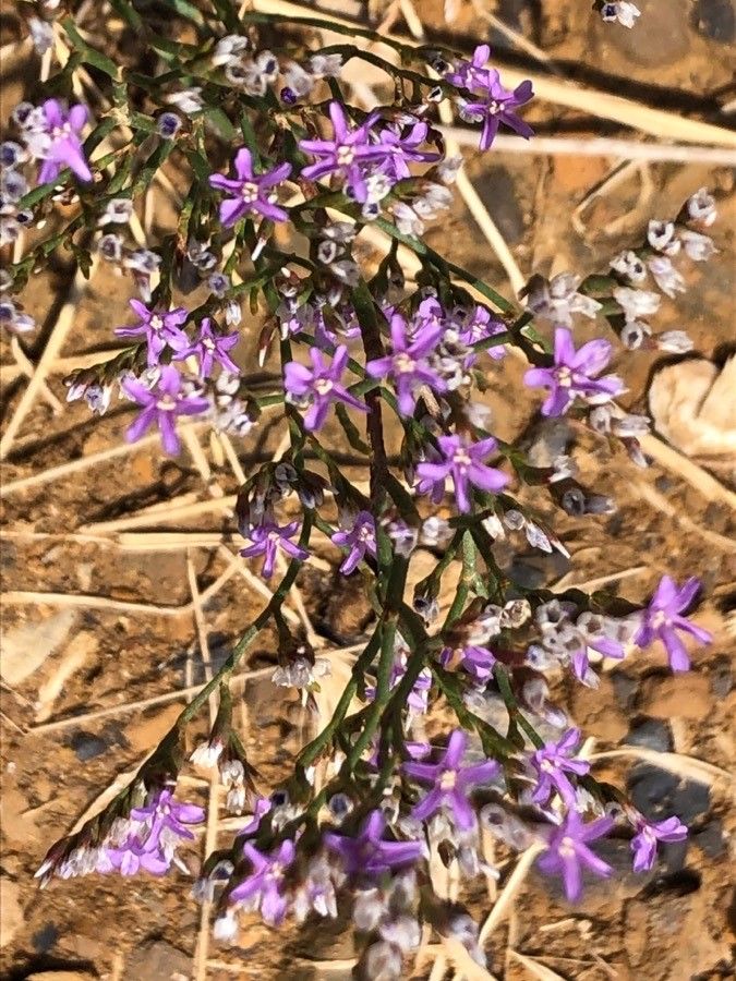 Limonium ovalifolium flower