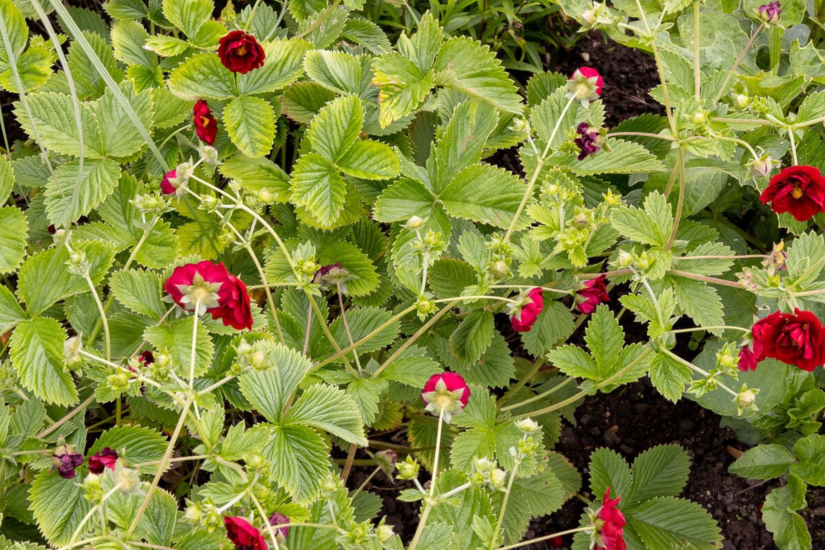 Potentilla thurberi flower