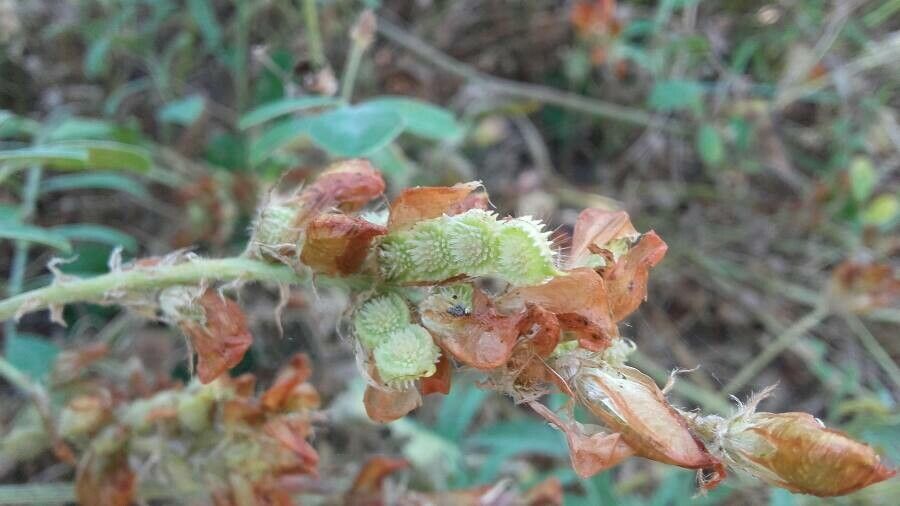 Hedysarum coronarium fruit