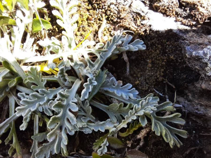 Jacobaea incana — search result for 'Jacobaea'