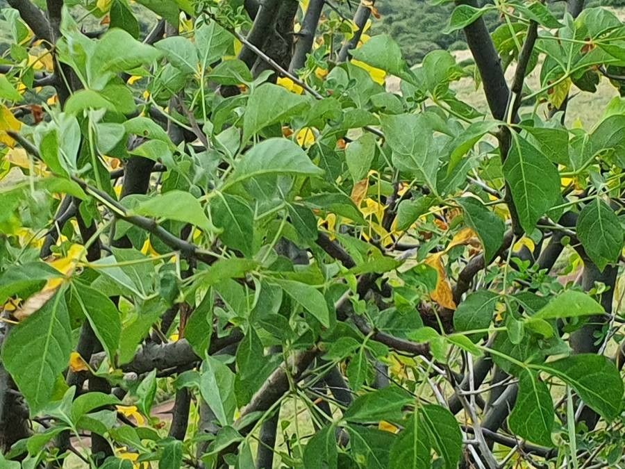 Commiphora baluensis leaf