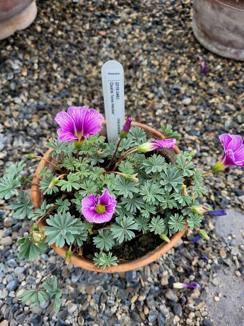 Oxalis enneaphylla flower