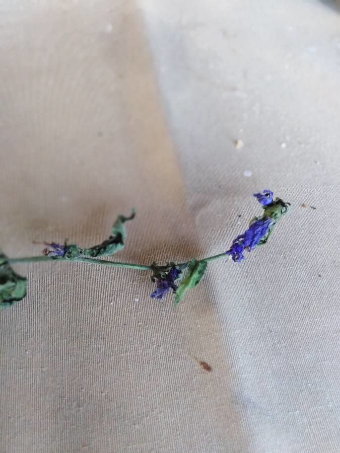 Campanula × chevalieri — houseplant care guide