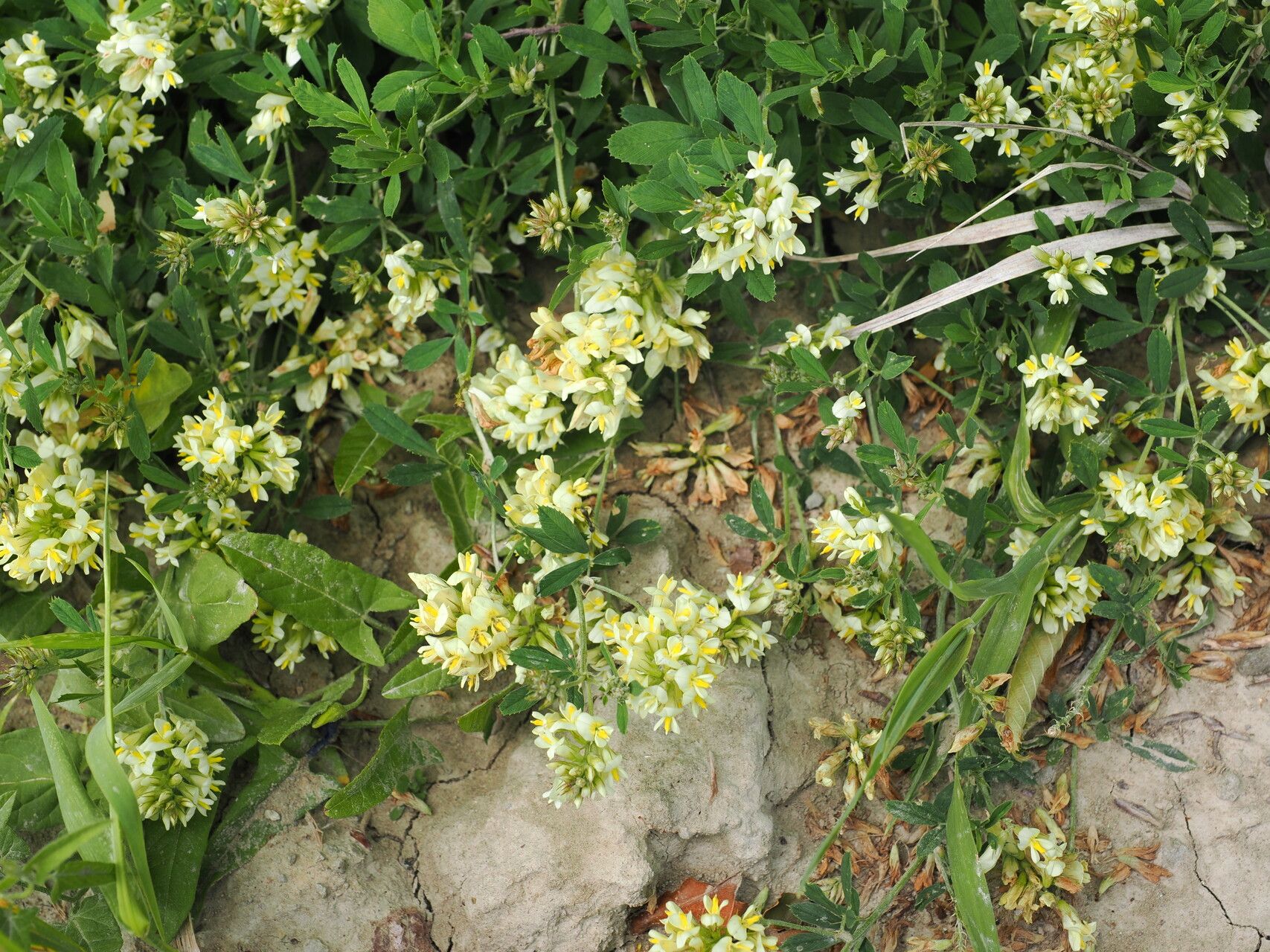 Medicago glomerata flower