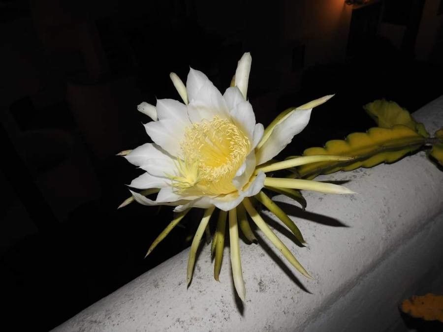 Selenicereus triangularis flower