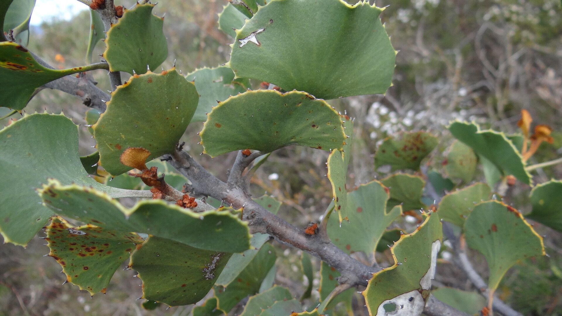 Hakea flabellifolia leaf