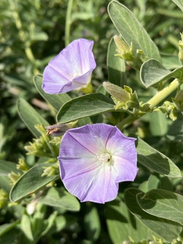 Convolvulus fruticulosus flower