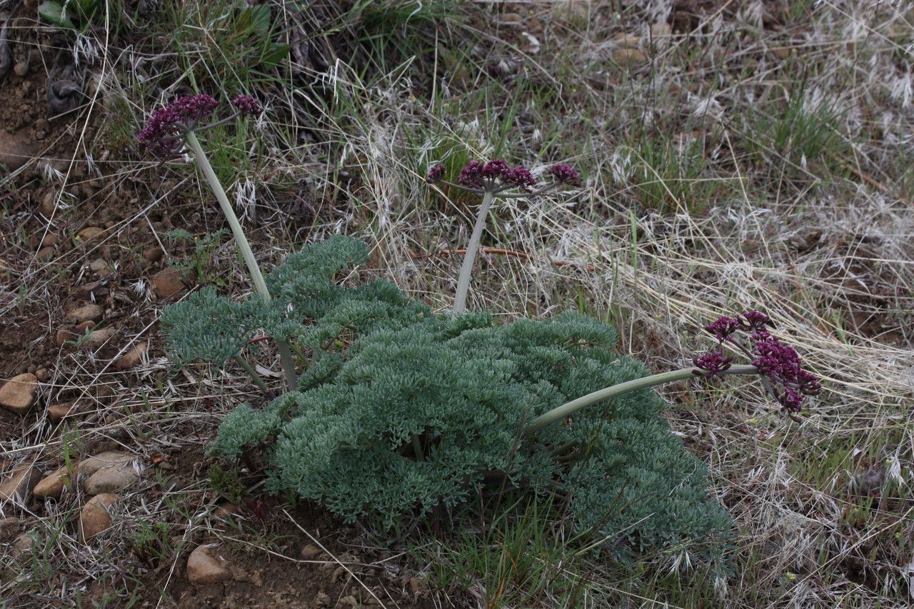 Lomatium columbianum habit