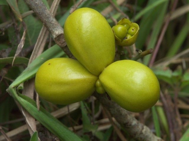 Oxera coronata fruit