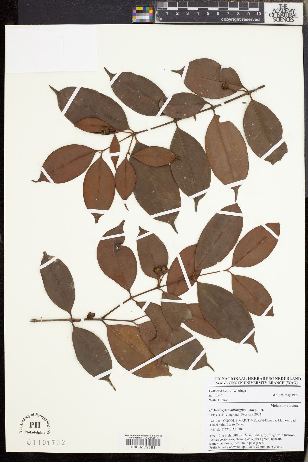 Memecylon amshoffiae — search result for 'Memecylon'